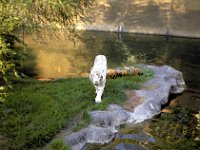 Florida - Tampa - Busch Gardens - Albino Tiger
